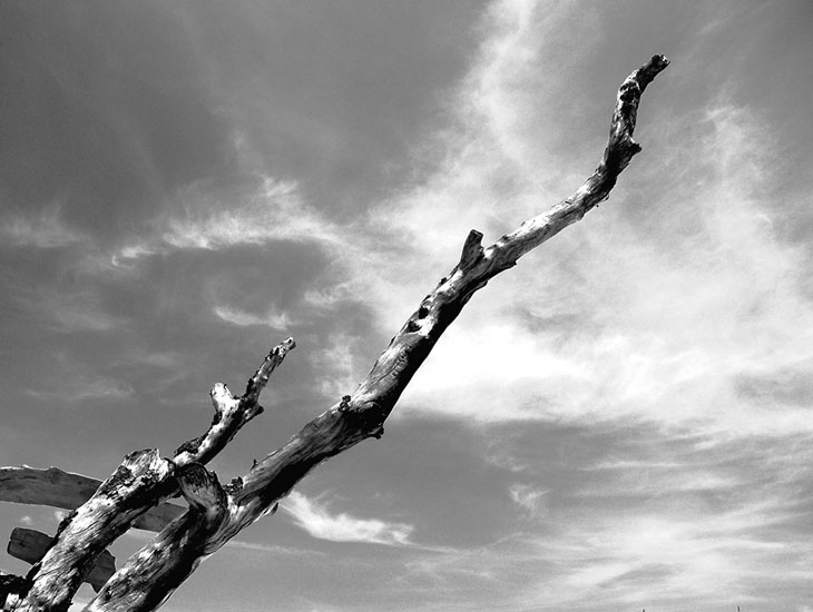 Twig and the Sky